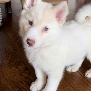 Meet your Posher, Brooklyn